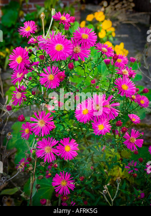 Pink Asters Netherlands Stock Photo