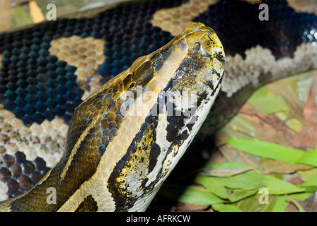 Indian Python, Queensland, Australia, Stock Photo