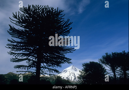 Lanin Volcano, 3747 m. and Araucaria, or Monkey Puzzle Trees (Araucaria araucana) , Lanin National Park, Patagonia, ARGENTINA Stock Photo