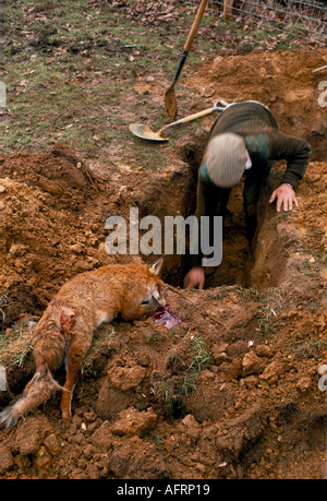 Fox hunting Terrier man digs out a fox that has gone to ground Gloucestershire England 1990s UK HOMER SYKES Stock Photo