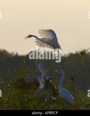 Great Egrets fighting at sunrise Casmerodius albus Egretta alba Pantanal Brazil Stock Photo