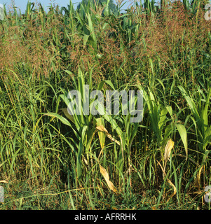 Johnson grass Sorghum halepense flowering in a mature maize crop Italy Stock Photo