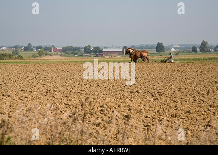 An Amish boy plows a field with a team of horses Stock Photo
