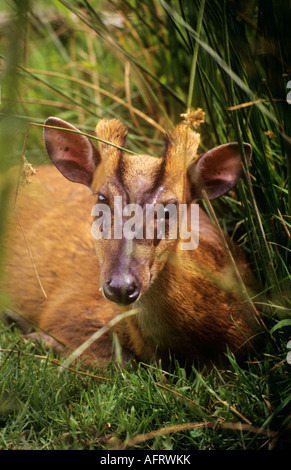 Muntjac deer Stock Photo