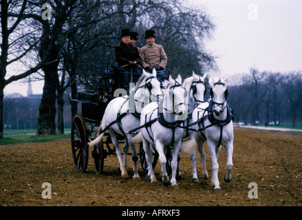 Training horses for royal carriage driving very early morning Rotten Row, Hyde Park. London 1991 1990s London UK HOMER SYKES Stock Photo