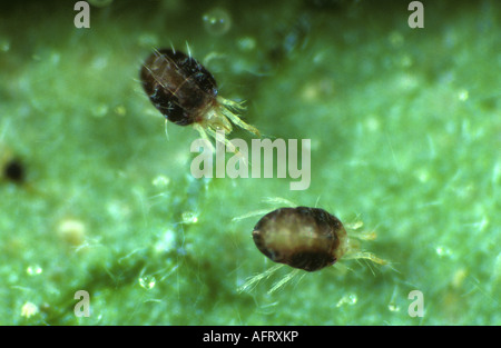 Carmine spider mites (Tetranychus cinnabarinus) infestation and Stock