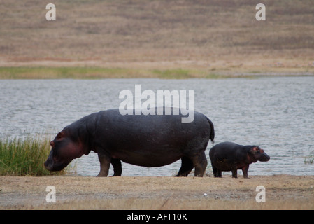 Adult female hippo with her young baby standing out in the open on the shore of a pool in Ngorongoro Crater Tanzania Stock Photo