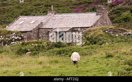 Sheep grazing in field with cottage,Wales,UK Stock Photo