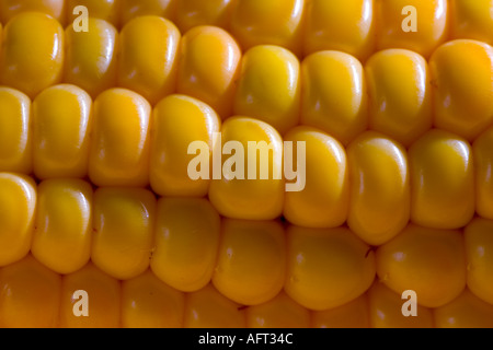 Maize or Sweetcorn Stock Photo
