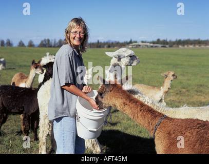 A woman feeds Suri alpacas being raised for breeding purposes on a large alpaca ranch near Bend Stock Photo