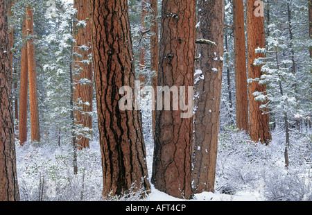 Giant ponderosa pine trees covered with a winter snow near Black Butte in the central Oregon Cascades near Sisters Stock Photo