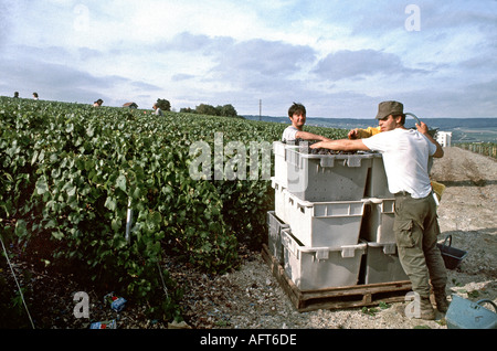 EPERNAY FRANCE, Migrant Field Workers at Work Wine Grape Harvesting in Fields at 'Moët et Chandon' Champagne Vineyard Stock Photo