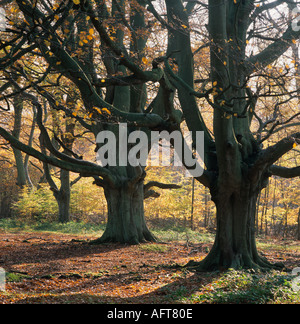 Ancient Beech Tree  Hertfordshire on Misty Morning Stock Photo