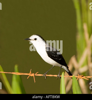 Black-backed Water-Tyrant Fluvicola albiventer Pantanal Brazil Stock Photo