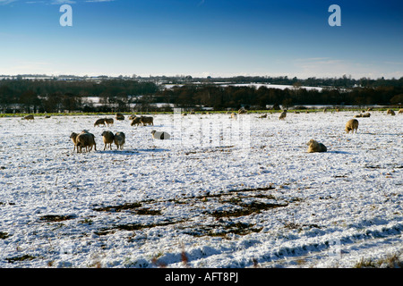 Sheep in Snowy Field, Norfolk, UK Stock Photo