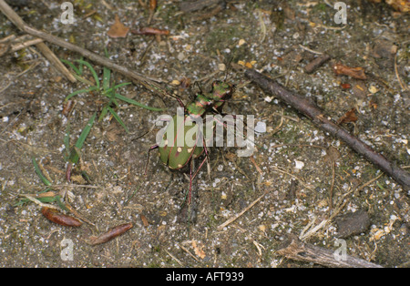 Green Tiger beetles mating on heathland floor April UK Stock Photo