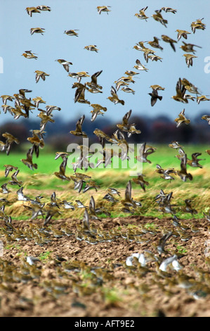 flocks of birds in flight Stock Photo - Alamy