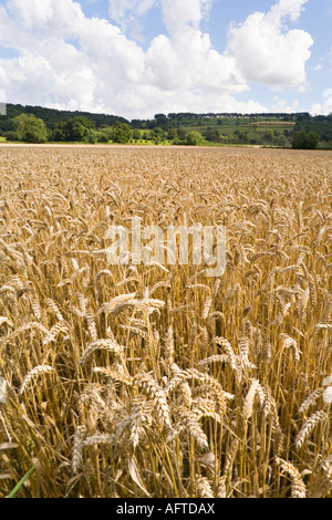A field of wheat growing beneath the Cotswold scarp near the Cotswold village of Stanway, Gloucestershire Stock Photo