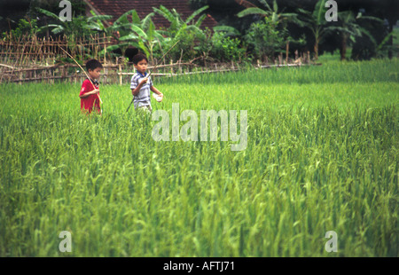 Two green bamboo sticks in front of white background Stock Photo - Alamy