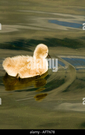 Birds, Black swan cygnet Stock Photo