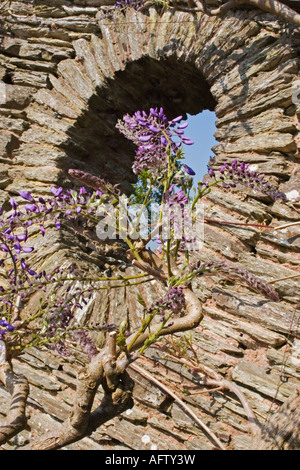WISTERIA SINENSIS (CHINESE WISTERIA;CHINESE KIDNEY BEAN) AT HESTERCOMBE GARDEN SOMERSET ENGLAND Stock Photo