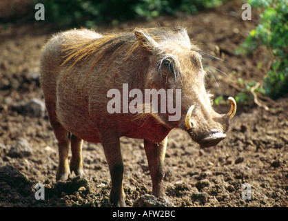 Warthog, Phacochoerus Aethiopicus, Suidae,  Masai Mara, Kenya Stock Photo