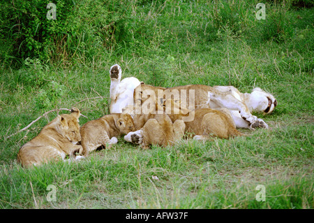 East African or Masai Lioness Suckling Cubs, Panthera leo nubica, Masai Mara, Kenya, East Africa Stock Photo
