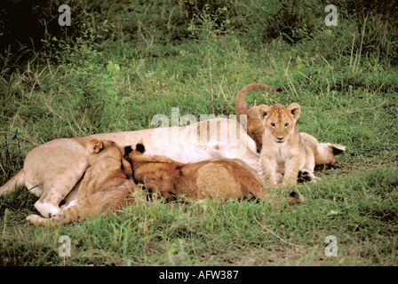 Lioness and Cubs Suckling. Masai Mara, Kenya, Africa.  East African or Masai Lions, Panthera leo nubica, Felidae. Stock Photo