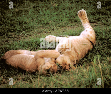 A pride of Lions (Panthera leo nubica) lying down Stock Photo - Alamy