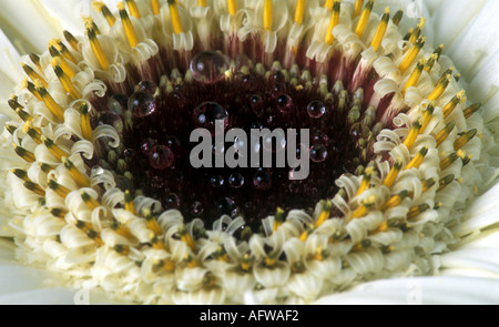 Centre of a White Gerbera flower Stock Photo