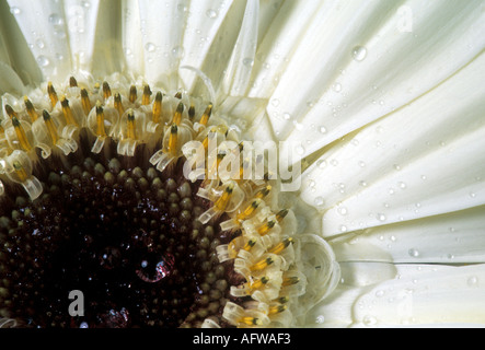 White Gerbera flower Stock Photo