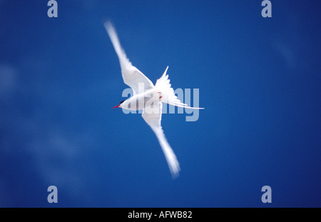 Arctic Tern in flight, Ireland Stock Photo