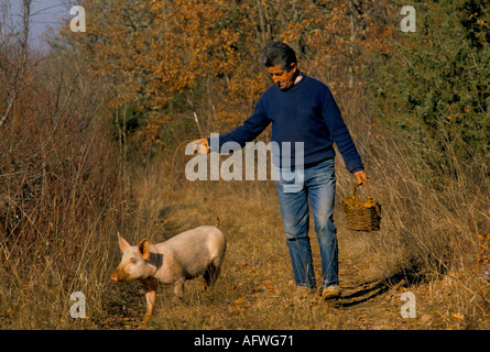 Truffle hunt hunting with a pig Cahors France 1990s Europe Circa 1995. HOMER SYKES Stock Photo