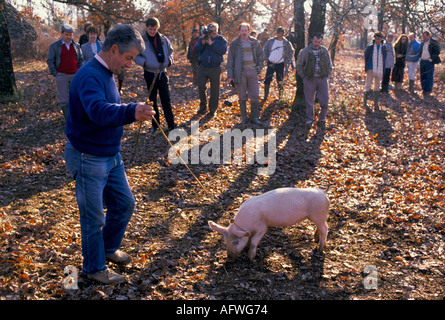 Truffle hunt hunting with a pig Cahors France Group of visiting French and English chefs. HOMER SYKES Stock Photo