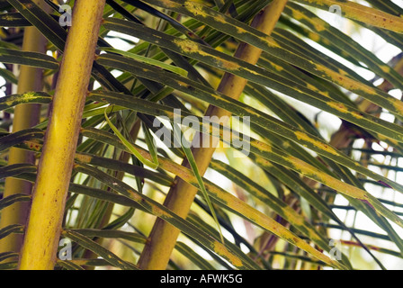 Closeup texture and detail of nipa palm foliage. Diagonal old leaf ...