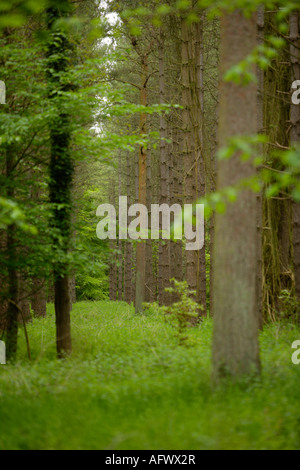 Looking Through Conifer Trunks, Thetford Forest Park, Norfolk, UK Stock Photo