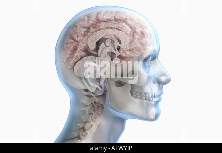 Corpus Callosum - Brain Anatomy Stock Photo - Alamy