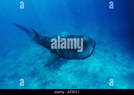 Underwater view of Whale shark (rhincodon typus) swimming nearby surface on coral reef, Ari atoll, Maldives