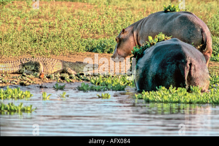 Hippo croc fight Im boss around here Hippopotamus Hippopotamus Amphibious Kruger NP South Africa Stock Photo