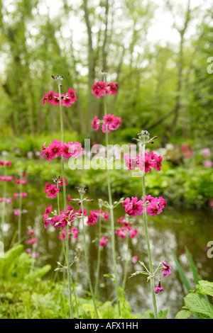 Candelabra Primula Flowers Foreground, Waterway In Background, Fairhaven Woodland and Water Garden, Norfolk, UK Stock Photo