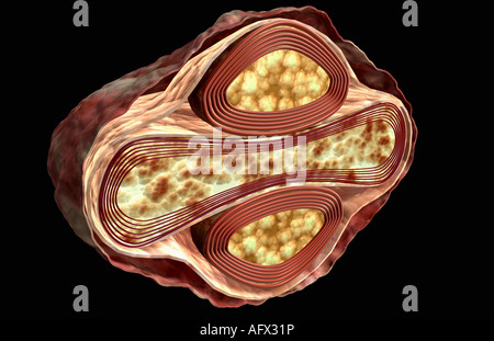 Smallpox virus Stock Photo