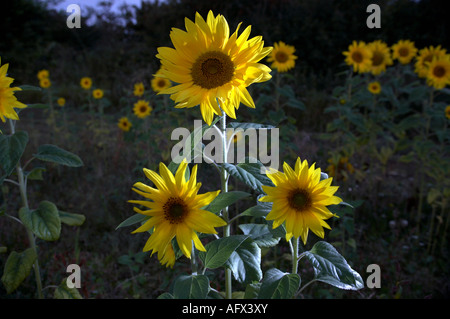 group of three sunflowers helianthus annuus in pre dawn light lit by flash Stock Photo