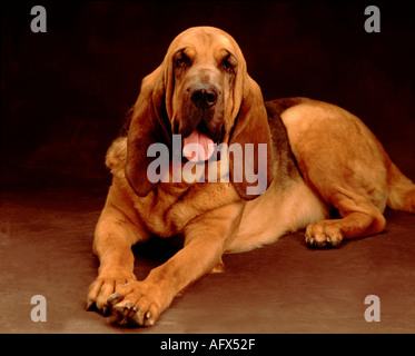 portrait of bloodhound, canine, dog Stock Photo