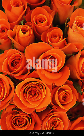 Orange roses Stock Photo