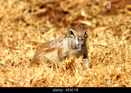 Close of of South Africa Ground Squirrel Stock Photo