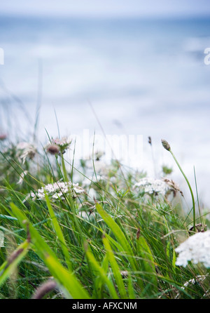 Wildflowers shot on a cliff top in south west England with a soft focus seascape background Stock Photo