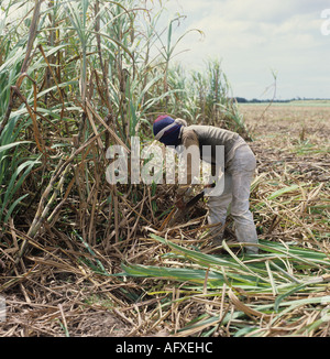 Filipino cutting sugar cane at harvest with a machete Negros Philippines Stock Photo