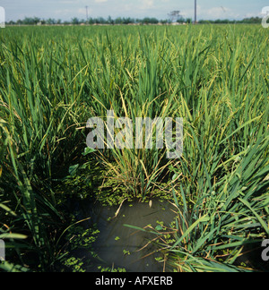 Rice plant infected with tungro virus in a paddy crop Stock Photo