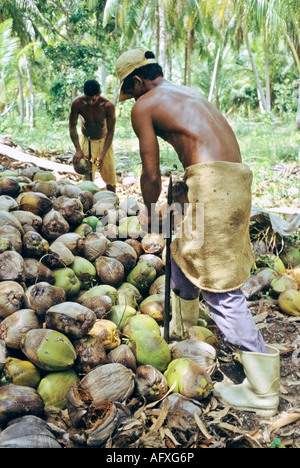 Cocoteros or coconut workers remove the husks from coconuts on a coconut plantation near Baracoa Cuba Stock Photo