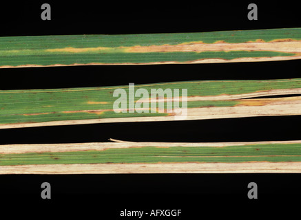 Bacterial blight Xanthomonas oryzae lesion on rice leaf Stock Photo - Alamy